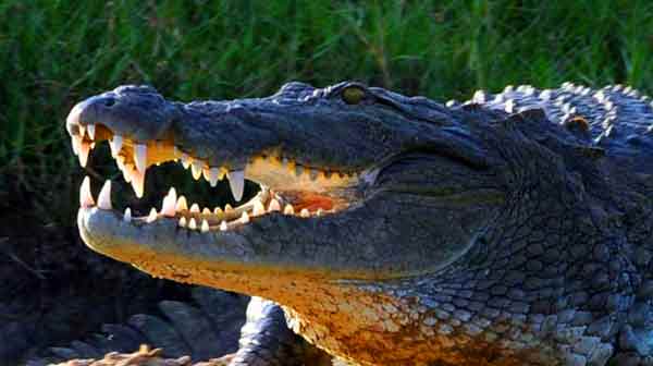 Le crocodile qui détestait les selfies