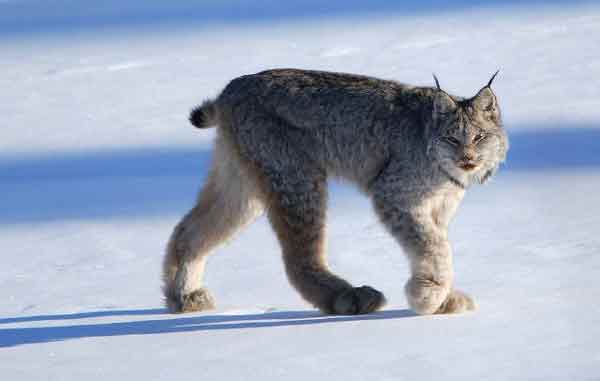 Quand un lynx débarque sur une piste de ski