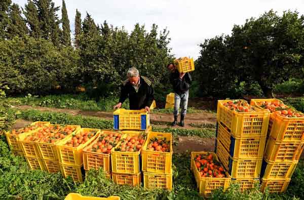 La Tunisie fait face à un record de production d’oranges