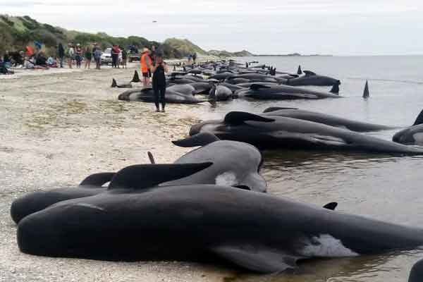 Plus de 400 baleines s’échouent en Nouvelle-Zélande