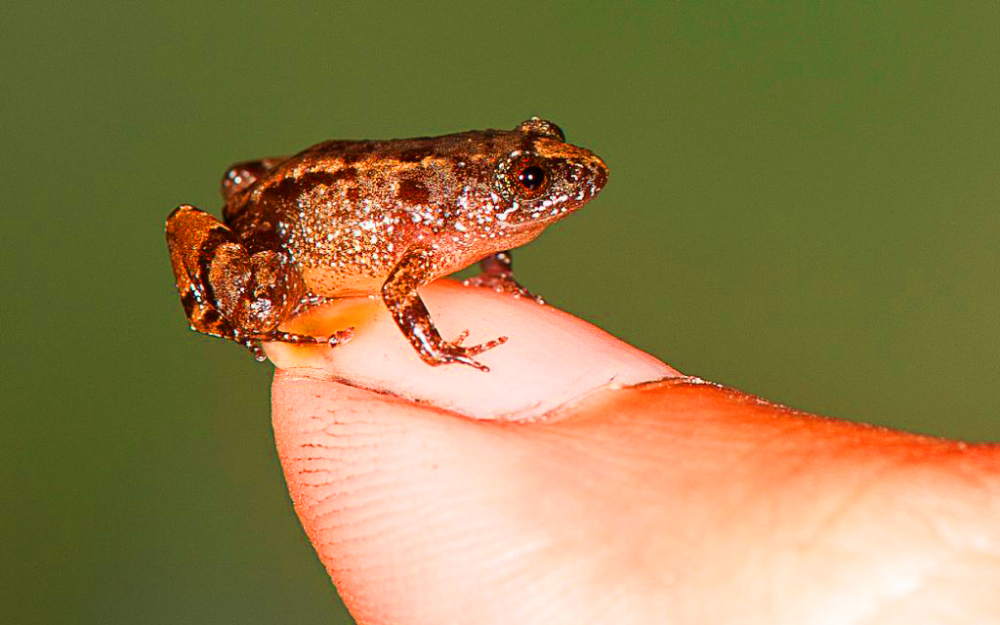 Ces grenouilles miniatures ont été découvertes en Inde