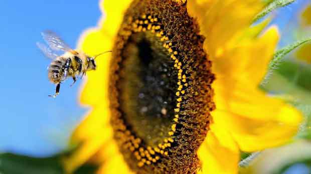 Des mini drones pollinisateurs vont aider les abeilles