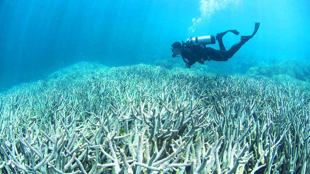 La Grande Barrière de corail: blanchissement sans précédent