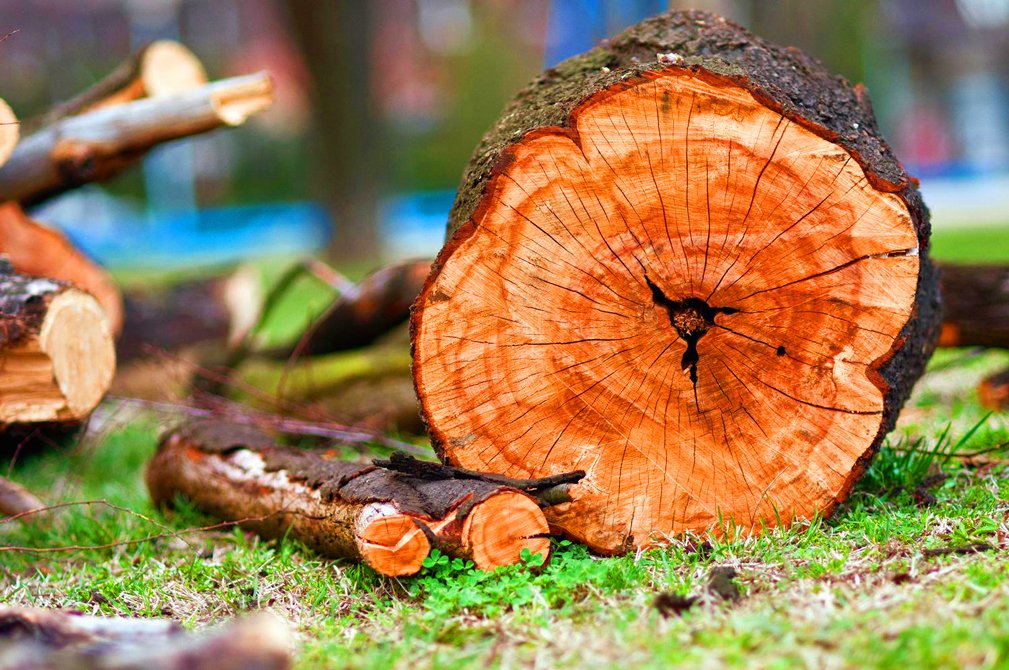 Vengeance: un ministre autorise l’abattage d’arbres, on coupe chez lui
