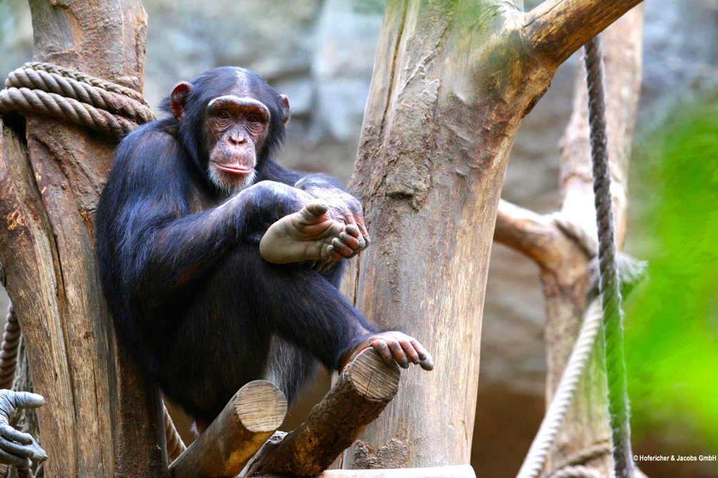 Un tribunal ordonne la libération d’un chimpanzé déprimé