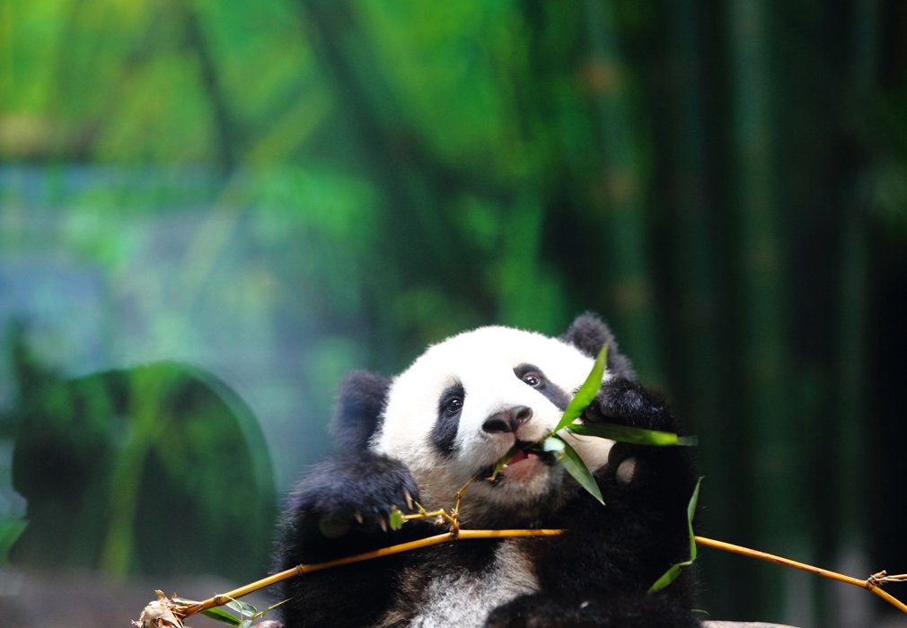 La Chine va créer un parc pour les pandas géants