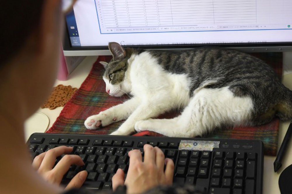 «Ronronthérapie»: des chats contre le stress au bureau à Tokyo