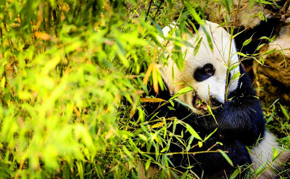 Deux pandas géants font leurs premiers pas aux Pays-Bas