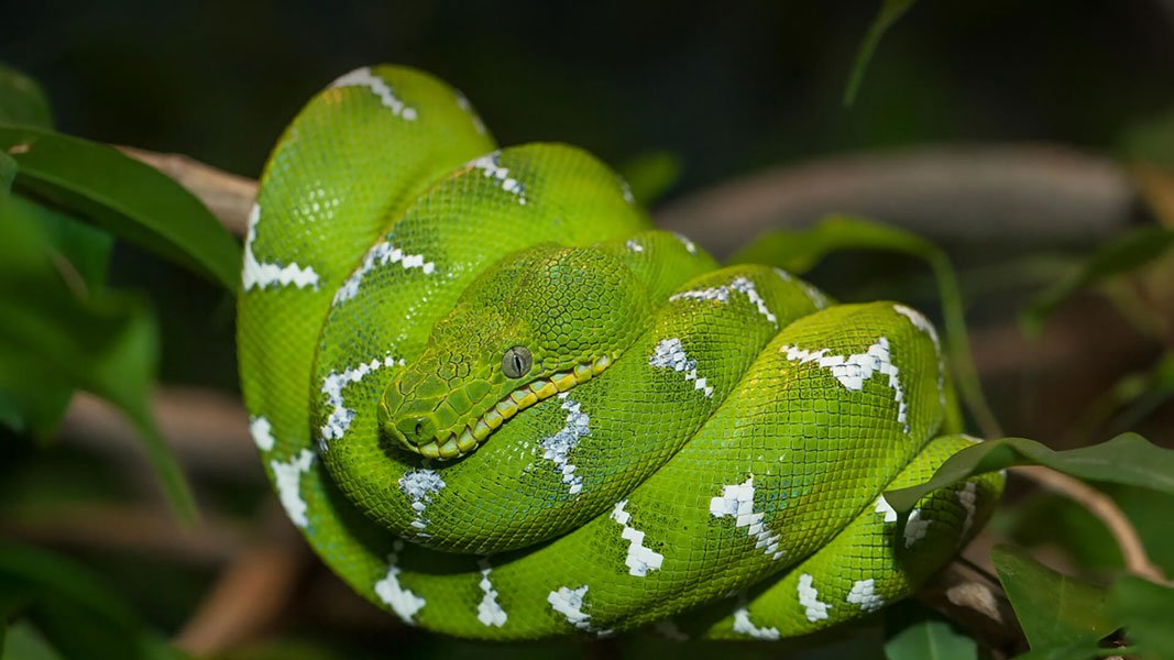 «J’ai un boa constricteur collé au visage!»