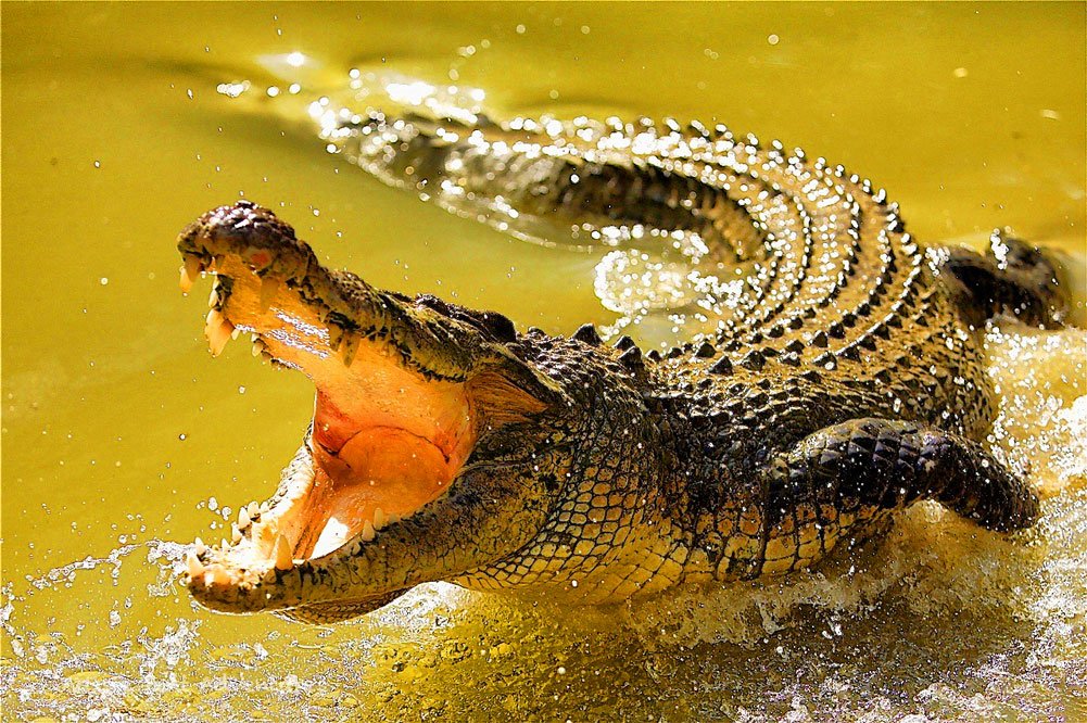 Attaqué par un crocodile dans la piscine d’un complexe touristique