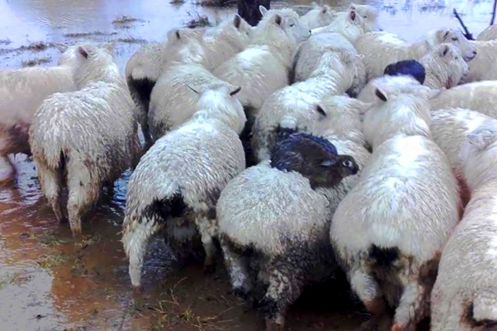 Solidarité: des lièvres échappent aux inondations grâce aux moutons