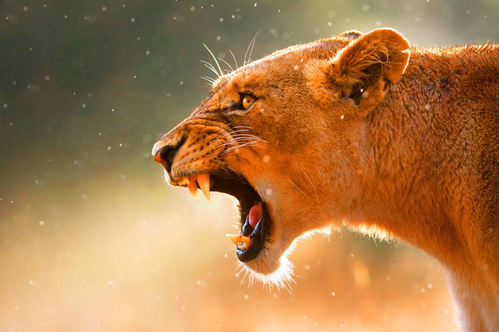 Une lionne adopte un léopardeau en Tanzanie