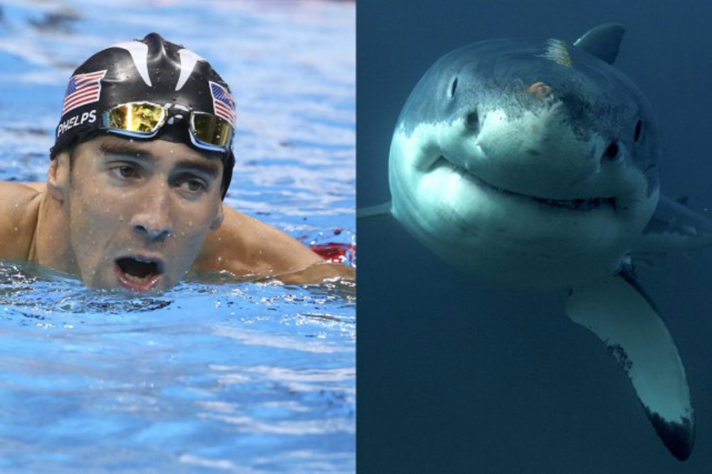 Le nageur Michael Phelps a perdu son duel contre un requin blanc