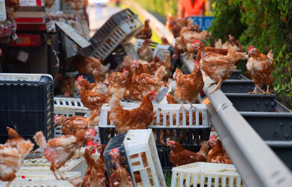 Quand des milliers de poules bloquent une autoroute autrichienne