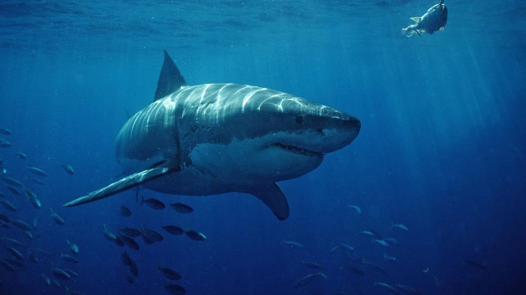 Les requins utilisent leurs épaules pour manger