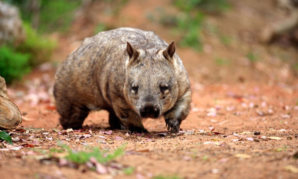 Naissance d’un wombat rarissime en Australie