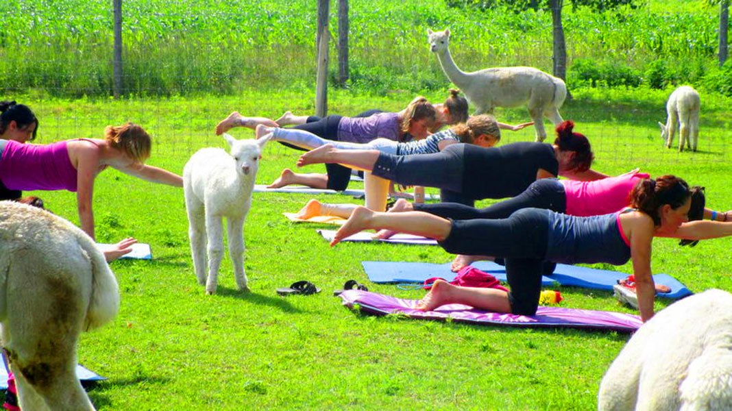 Cette entreprise donne des cours de yoga avec des alpagas