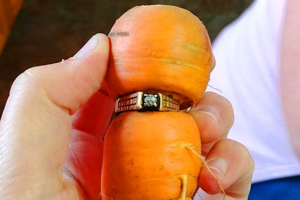 Elle retrouve sa bague de fiançailles…autour d’une carotte