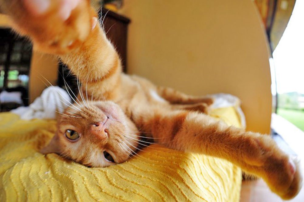 Les chats détestent les selfies (et ces images le prouvent)