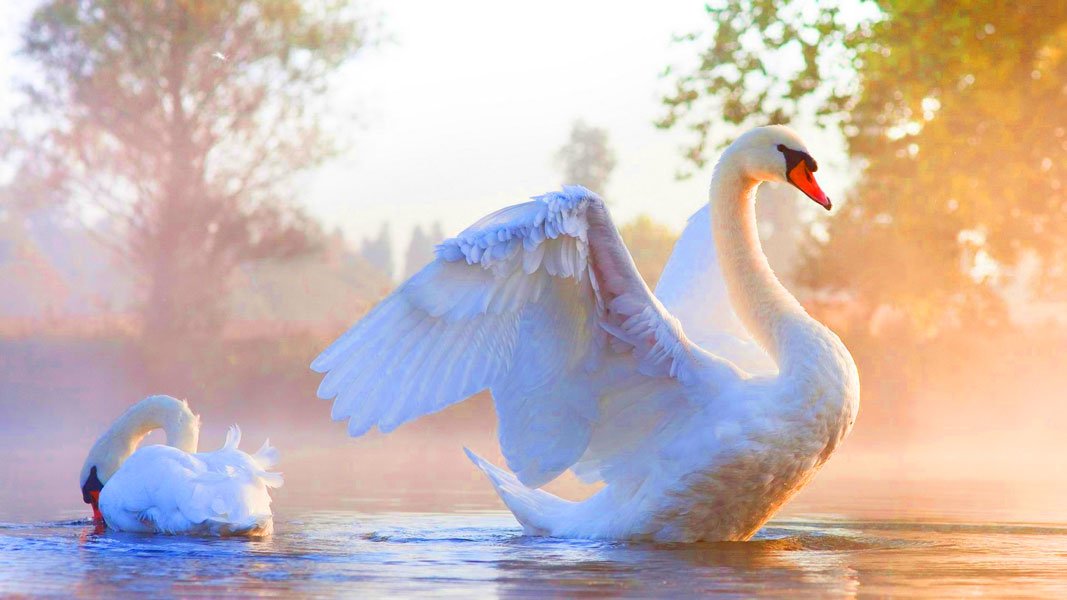 Combien de temps faut-il pour enlever un cygne d’une voie?