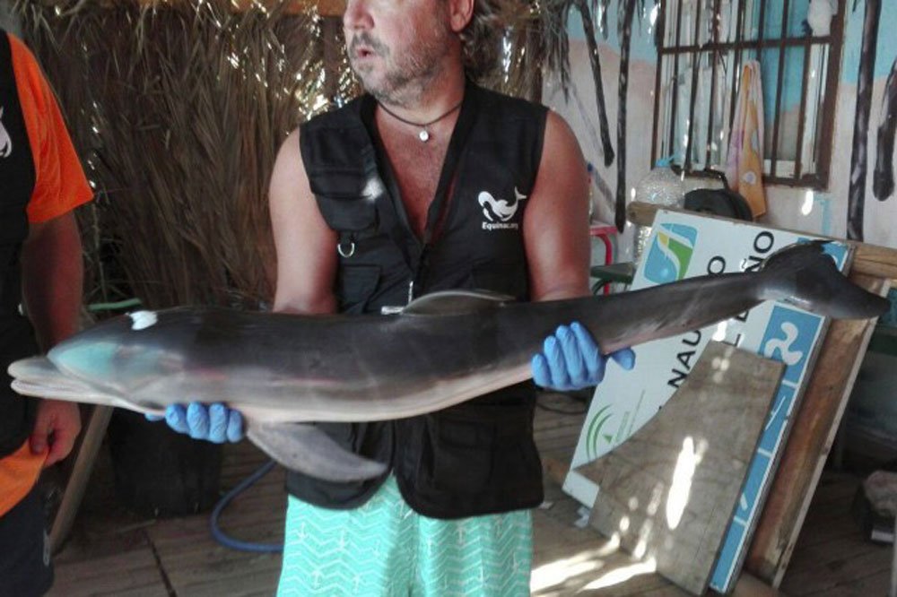 La mort d’un bébé dauphin encerclé par des baigneurs indigne l’Espagne
