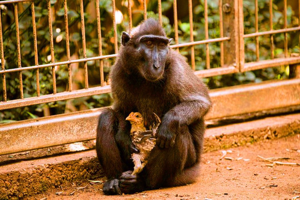 Ce macaque a adopté un poulet (et c’est beau)