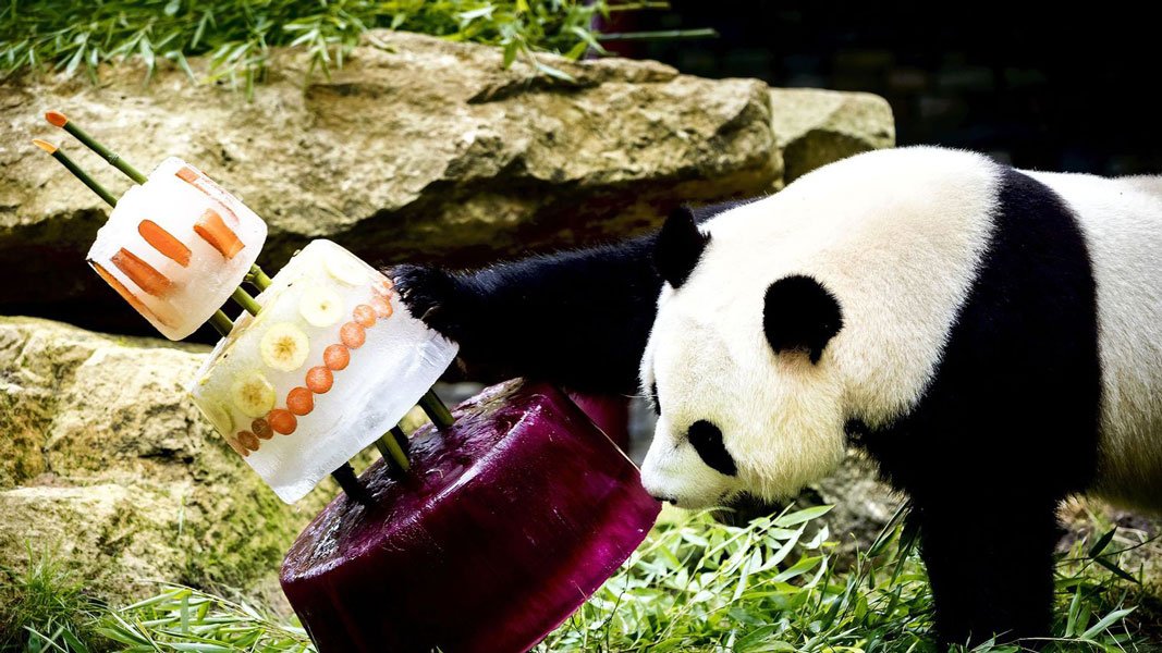 Instant mignon: des pandas dégustent leur gâteau d’anniversaire