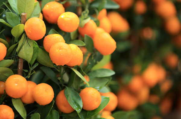 Argentine : une mandarine contaminée par un pesticide interdit tue une fillette