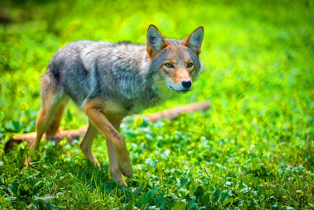 Un coyote encastré dans une grille a vécu un sale moment