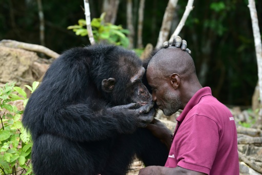 En Côte d’Ivoire, Ponso, dernier survivant de l’île aux chimpanzés
