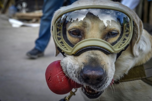 Frida, la chienne héroïque qui a conquis le Mexique après le séisme