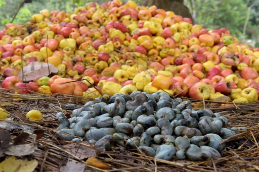 La Guinée-Bissau engrange les fruits d’un cajou mieux payé aux paysans