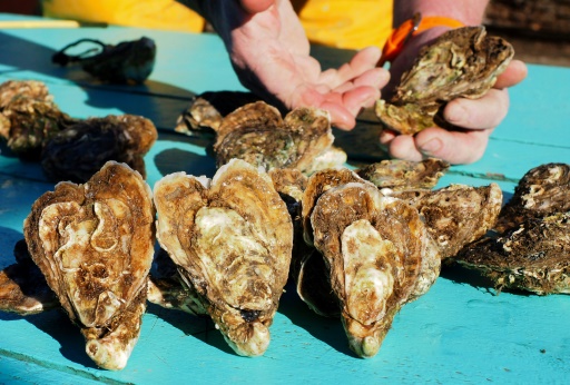 L’aquaculture en France largement dominée par les coquillages