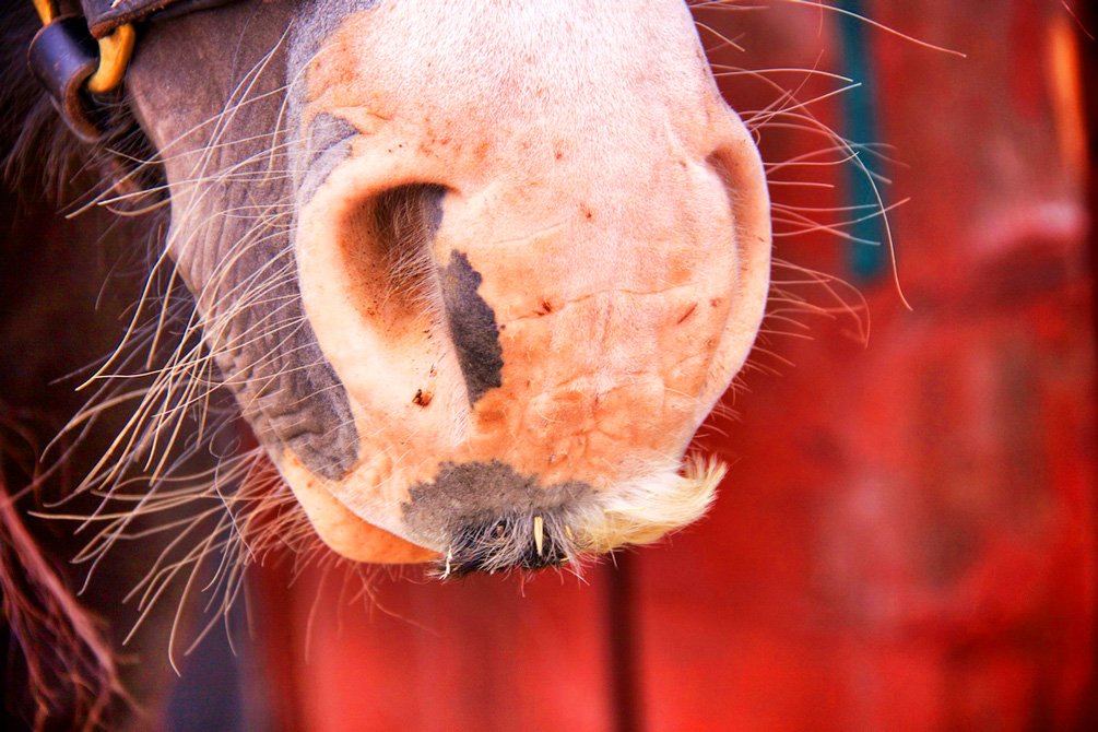 Envie de vous marrer? Regardez ces chevaux moustachus!