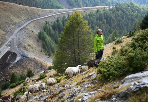 Des défenseurs du loup gardent des brebis pour briser le tabou