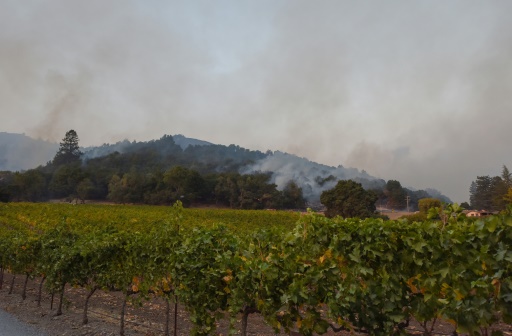 En Californie, des vignes presque intactes au milieu du chaos