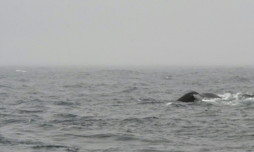 Les baleines, nouvelles stars de l’écotourisme en Islande