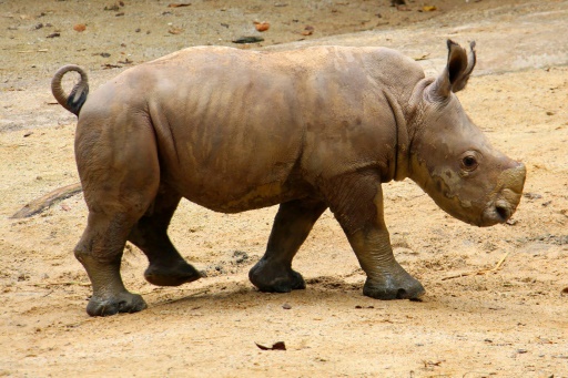 Un bébé rhinocéros fait sa première sortie en public au zoo de Singapour
