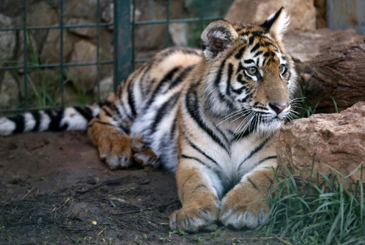 Paris: un tigre abattu par le personnel du cirque duquel il s’était échappé