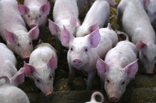 Résistance aux antibiotiques: un lien avec l’usage de pénicilline dans les élevages