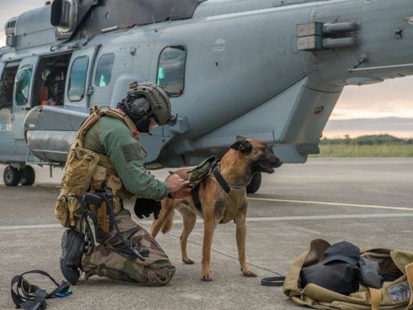 Ce chien combat les terroristes… Découvrez l’histoire de Djony