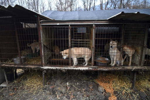 Eleveur de viande canine en Corée du Sud, un métier de chien