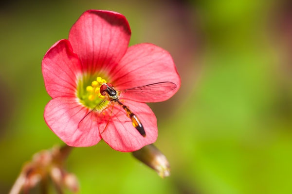 Insolite : pourquoi certains moustiques deviennent végétariens ?