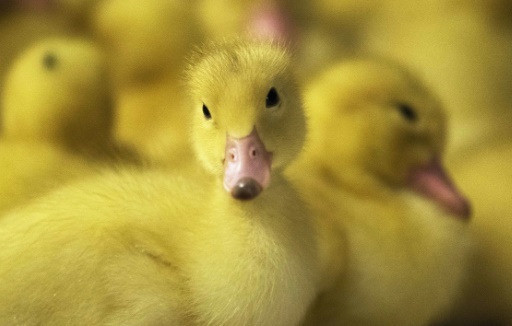 Izzy Yanay, l’homme qui veut faire accepter le foie gras aux Etats-Unis