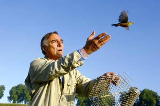 Landes: la chasse à l’ortolan se meurt