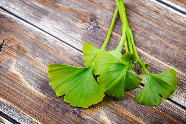 Le gingko biloba accélèrerait la guérison après un AVC