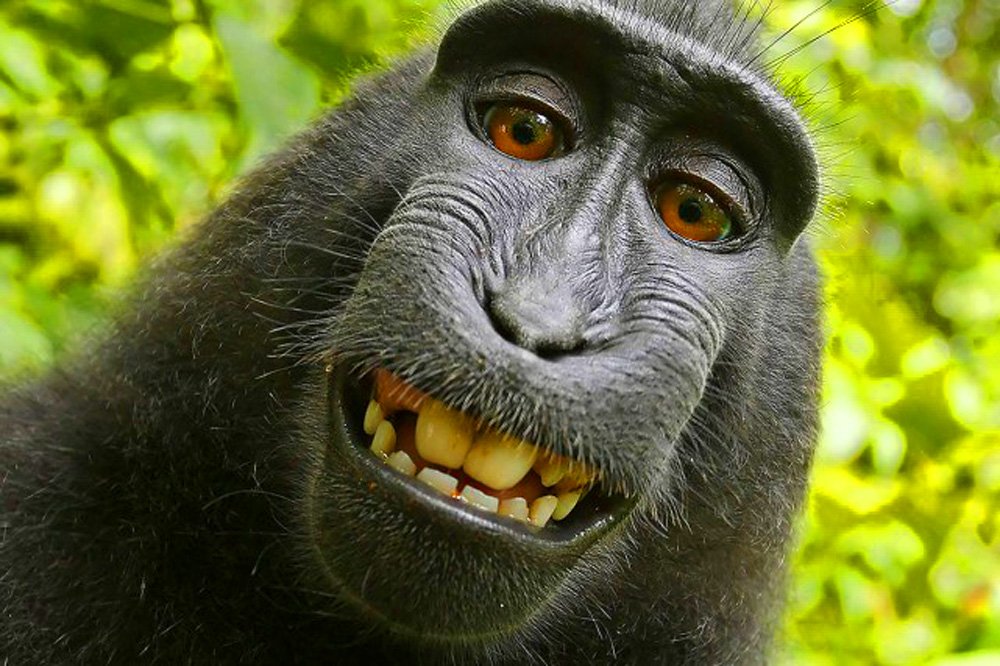 Le macaque du selfie nommé «personnalité de l’année»