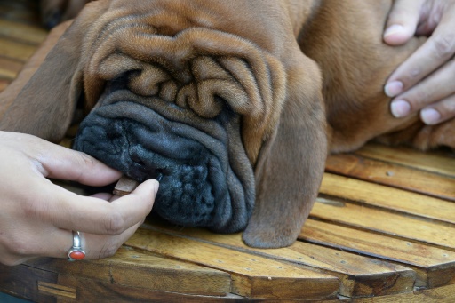 Noël, période à risque pour les chiens, empoisonnés par le chocolat